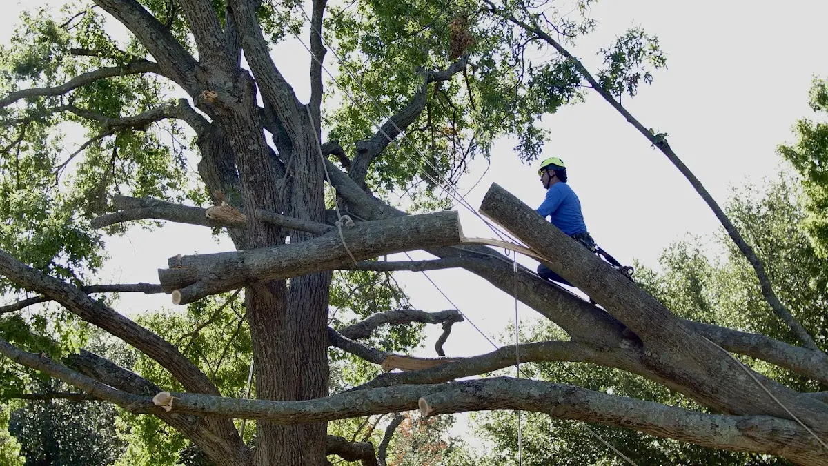 Professional Hazardous Tree Removal performed by certified arborists in Beccaria