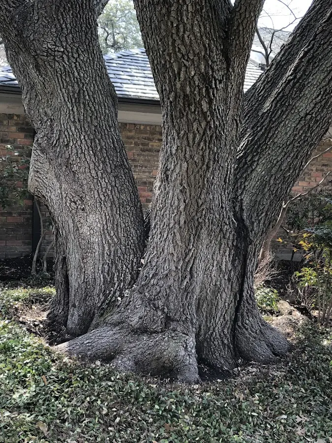 Mature heritage tree close to a Beccaria property cared for by certified arborists